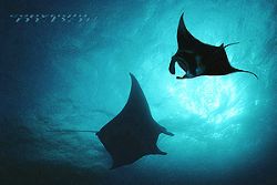 Micronesia YAP - COMPOSING > Manta righthandside Nik.5/20mm by Manfred Bail 